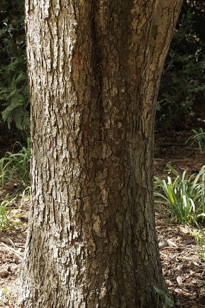 تنه درخت بارانک